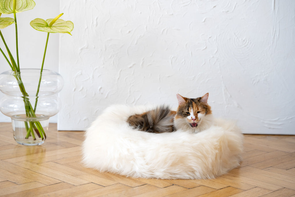 MR Toulouse Pet Shop Cat lying on a fluffy white pet bed with a vase of flowers in the background