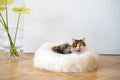 MR Toulouse Pet Shop Cat lying on a fluffy white pet bed with a vase of flowers in the background