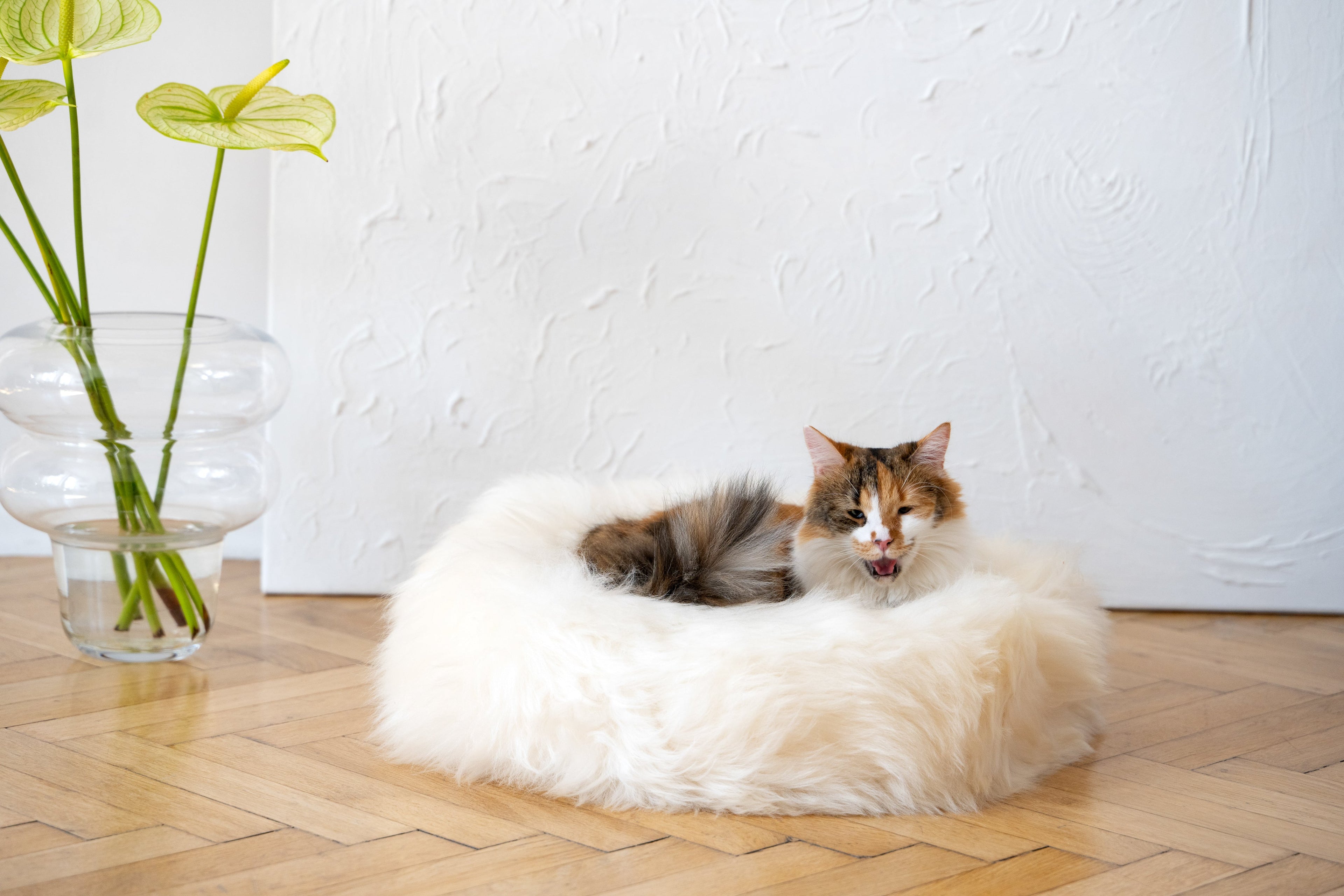 MR Toulouse Pet Shop Cat lying on a fluffy white pet bed with a vase of flowers in the background