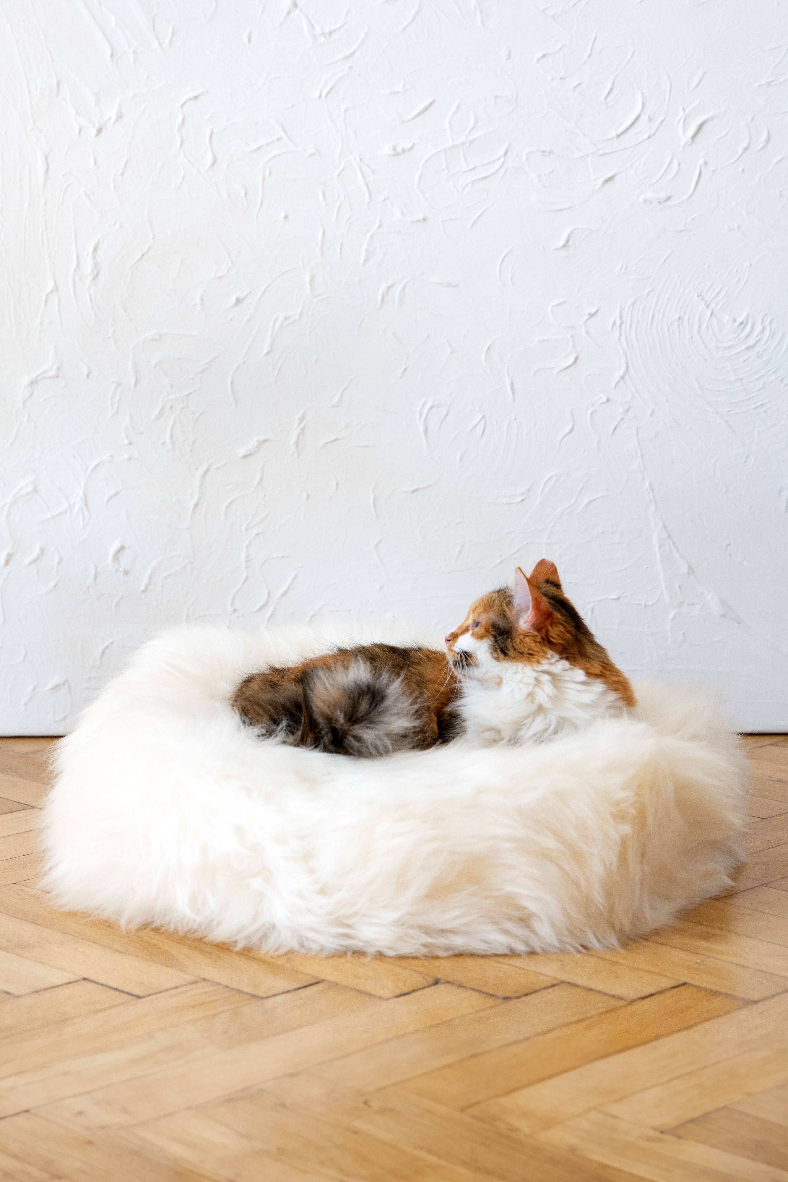 MR Toulouse Pet Shop Cat lying on a fluffy white pet bed against a white wall.