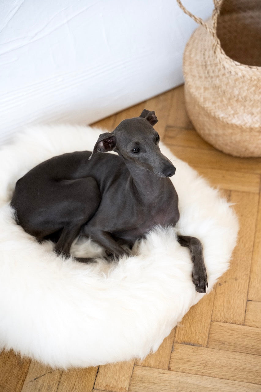 MR Toulouse Pet Shop Black dog sitting on a white fluffy rug with a woven basket in the background