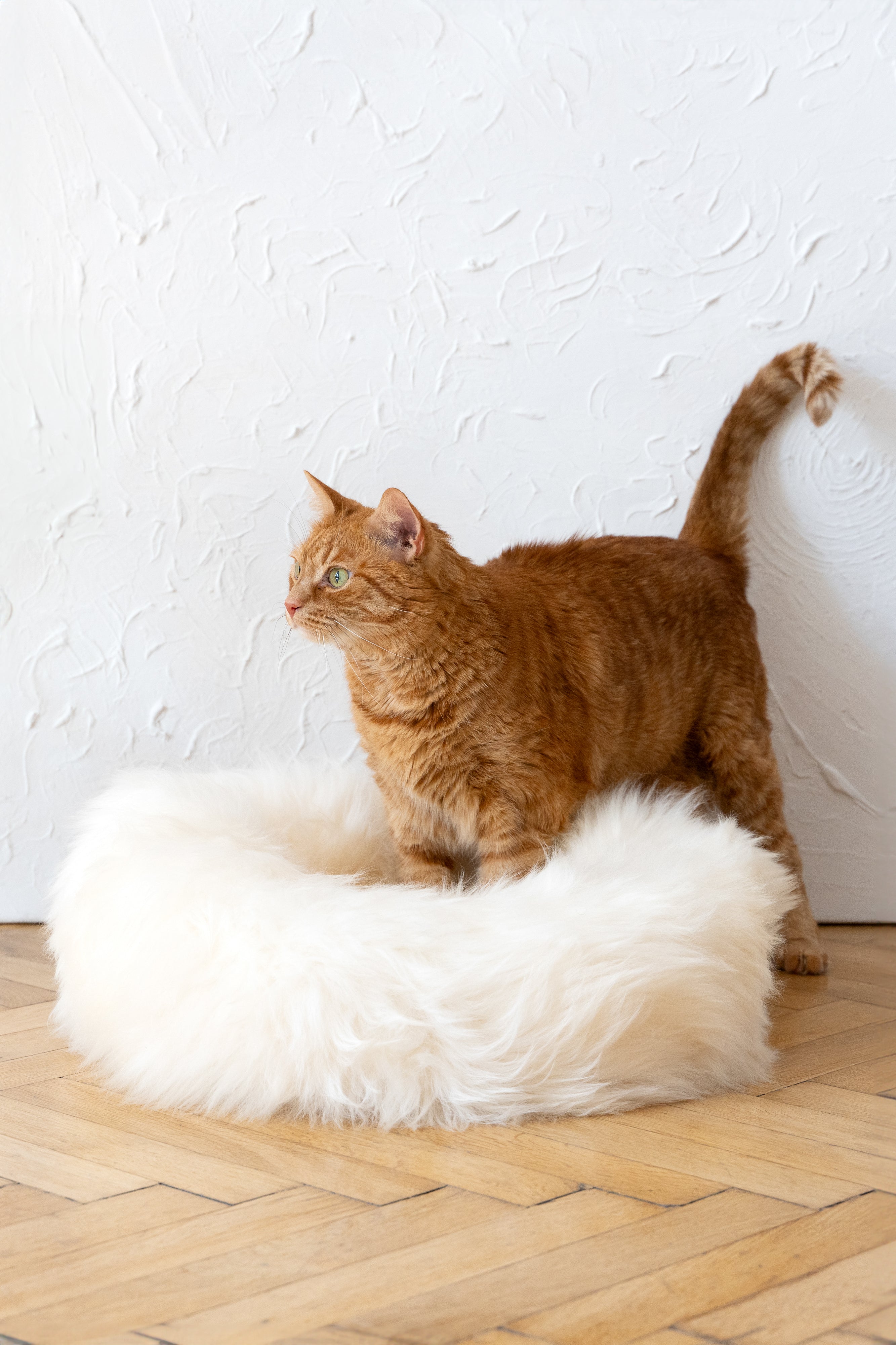 MR Toulouse Pet Shop Orange cat sitting on a fluffy white pet bed against a textured white wall.