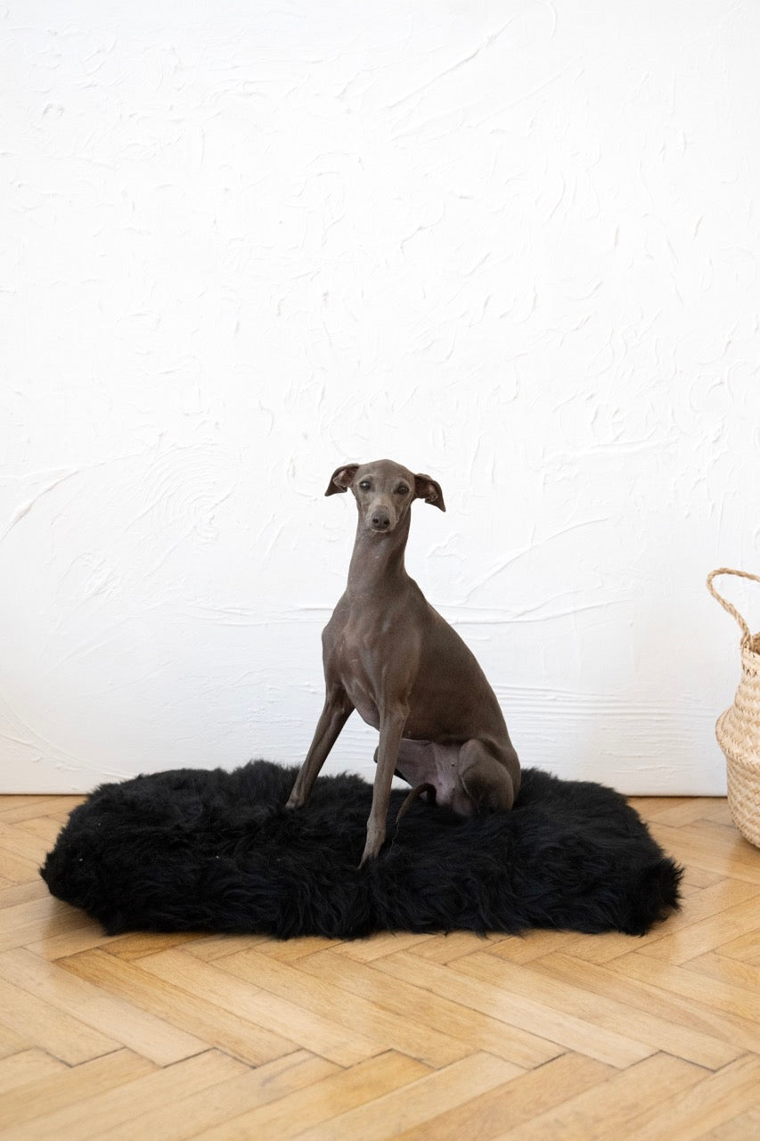 MR Toulouse pet shop Dog sitting on a black fur rug in a room with a white wall and wooden floor.