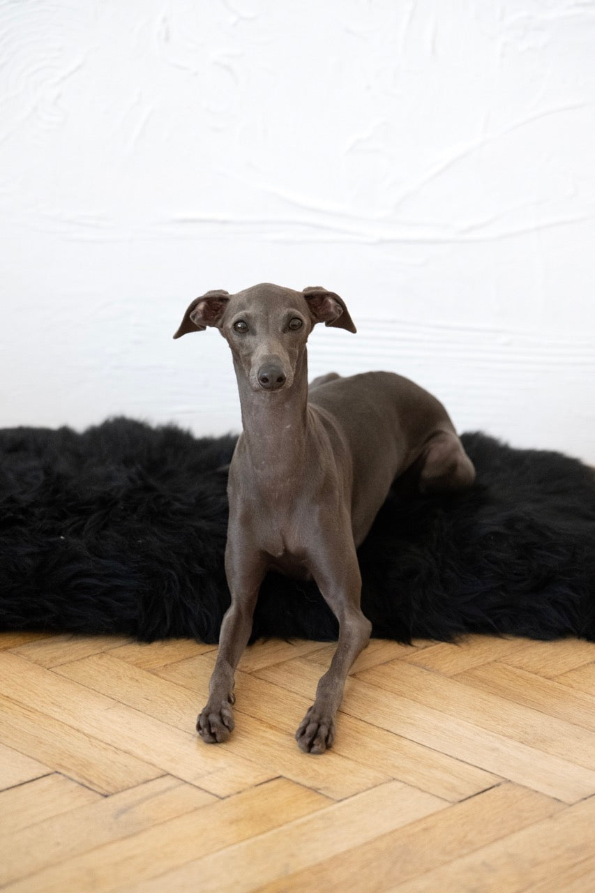 MR Toulouse pet shop Grey dog sitting on a wooden floor with a black rug and white wall in the background