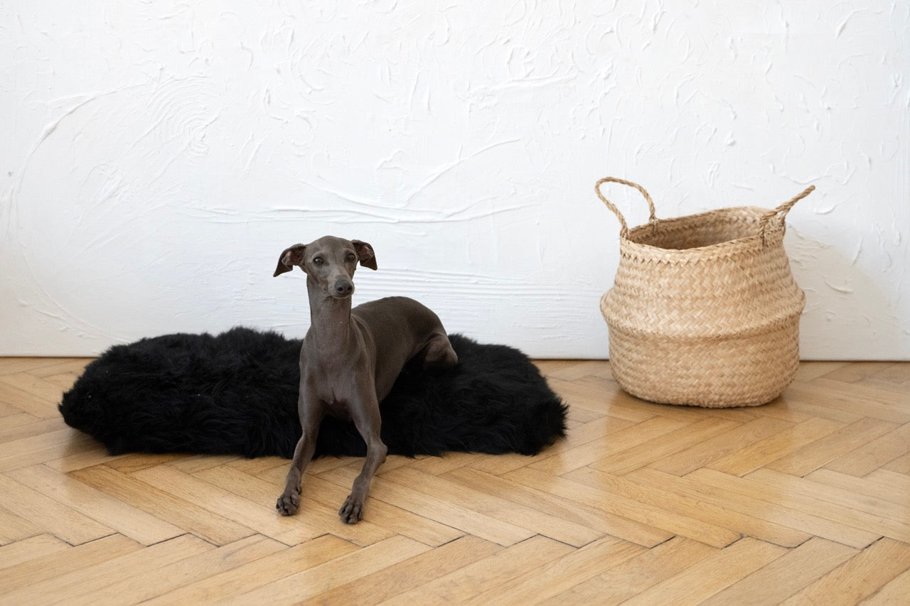 MR Toulouse pet shop Dog sitting on a black rug with a woven basket in the background