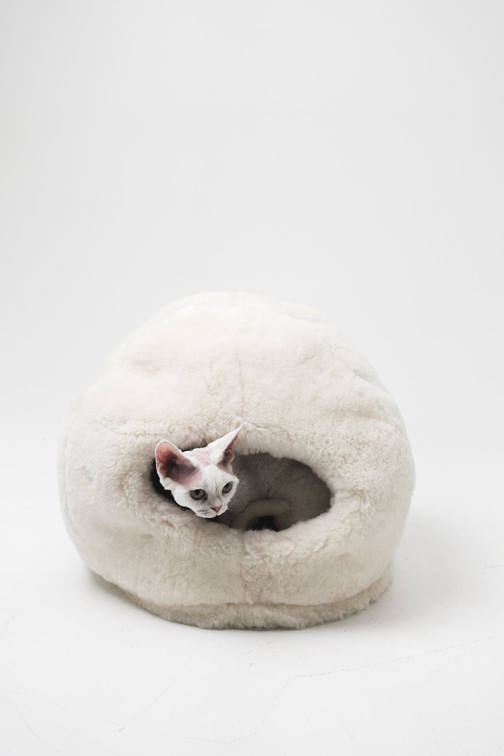 Mr Toulouse Pet Shop Cat peeking out from a fluffy white pet bed on a white background