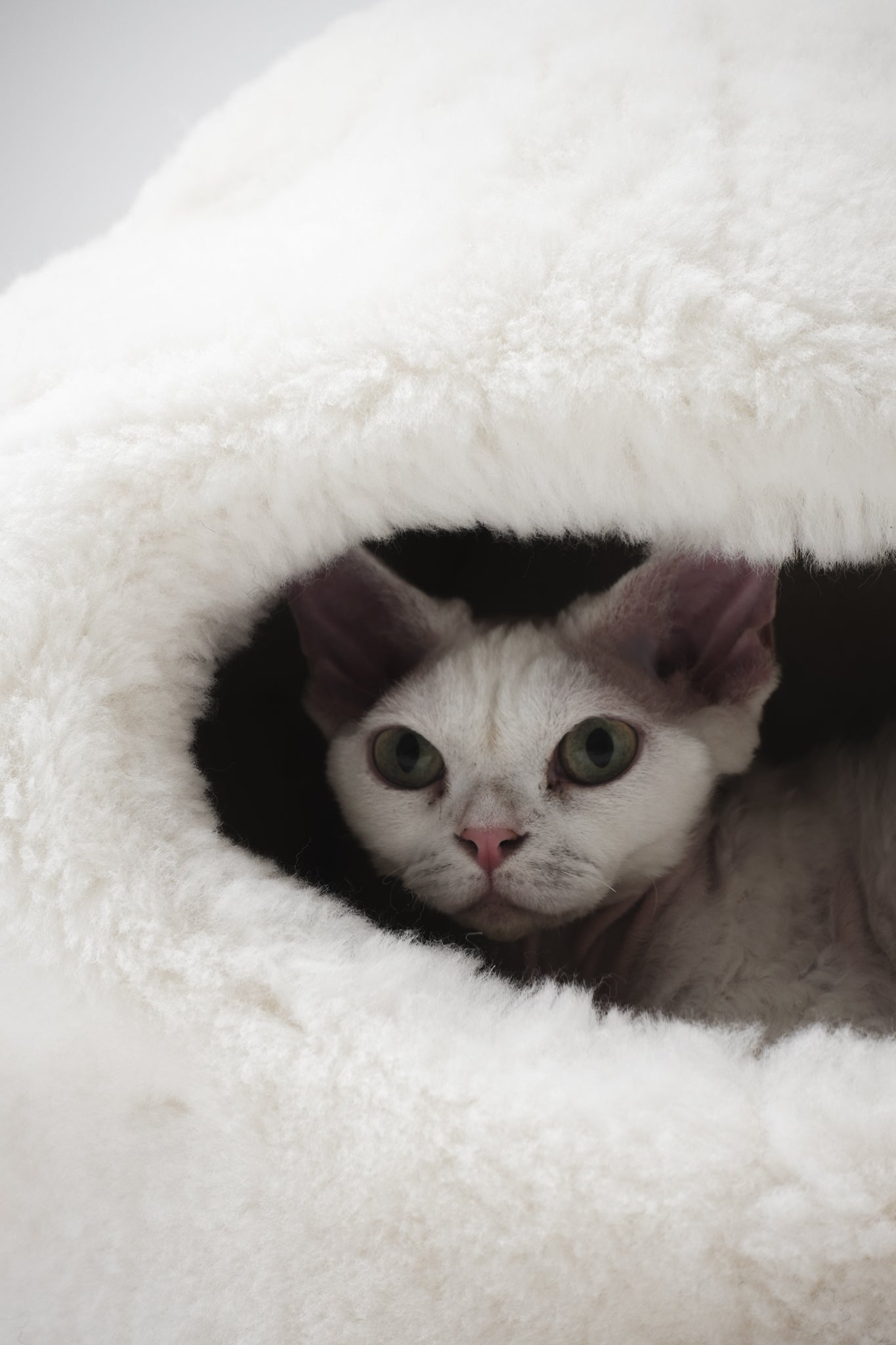 Mr Toulouse Pet Shop Cat peeking out from a white fluffy pet bed