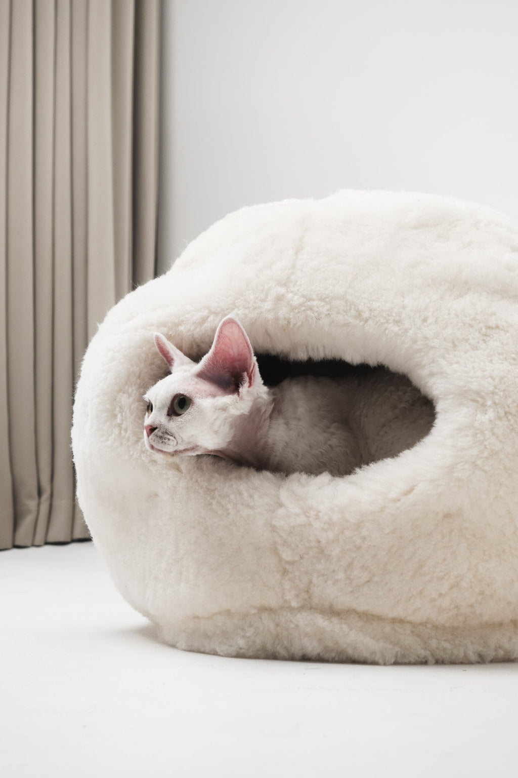 Mr Toulouse Pet Shop Cat peeking out from a white pet bed against a neutral background