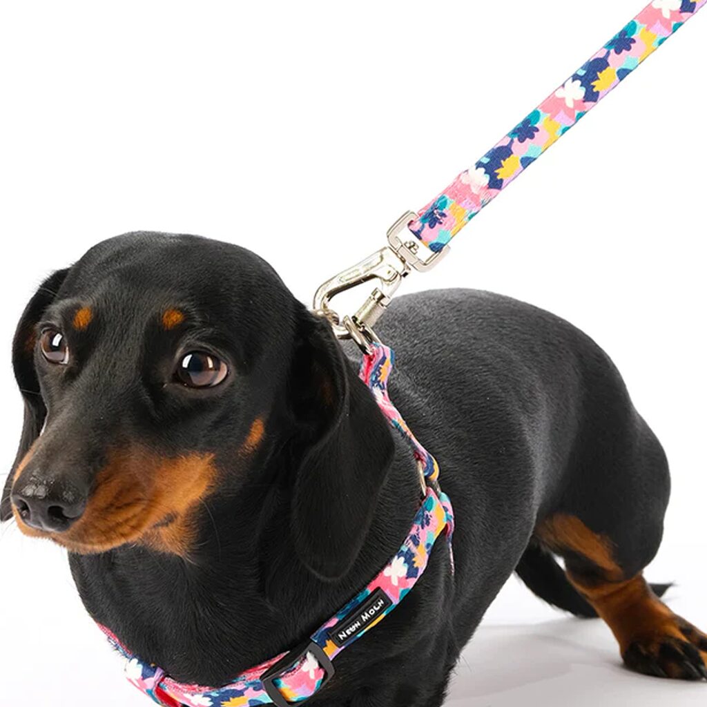Dachshund wearing a colorful harness and leash on a white background